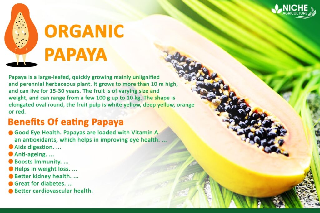 10 Benefits of Papaya you need to know Uses , Risks Niche Agriculture