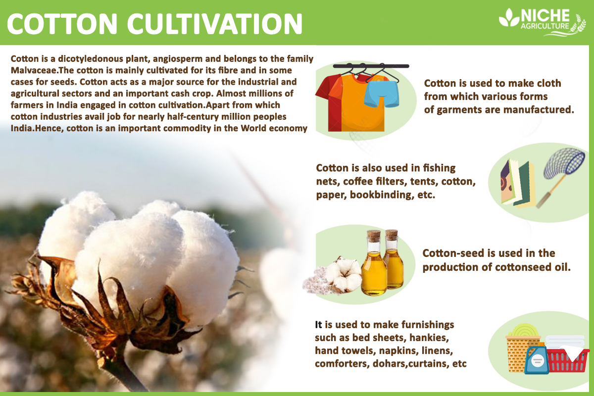 cotton-cultivation-soil-texture-and-its-types