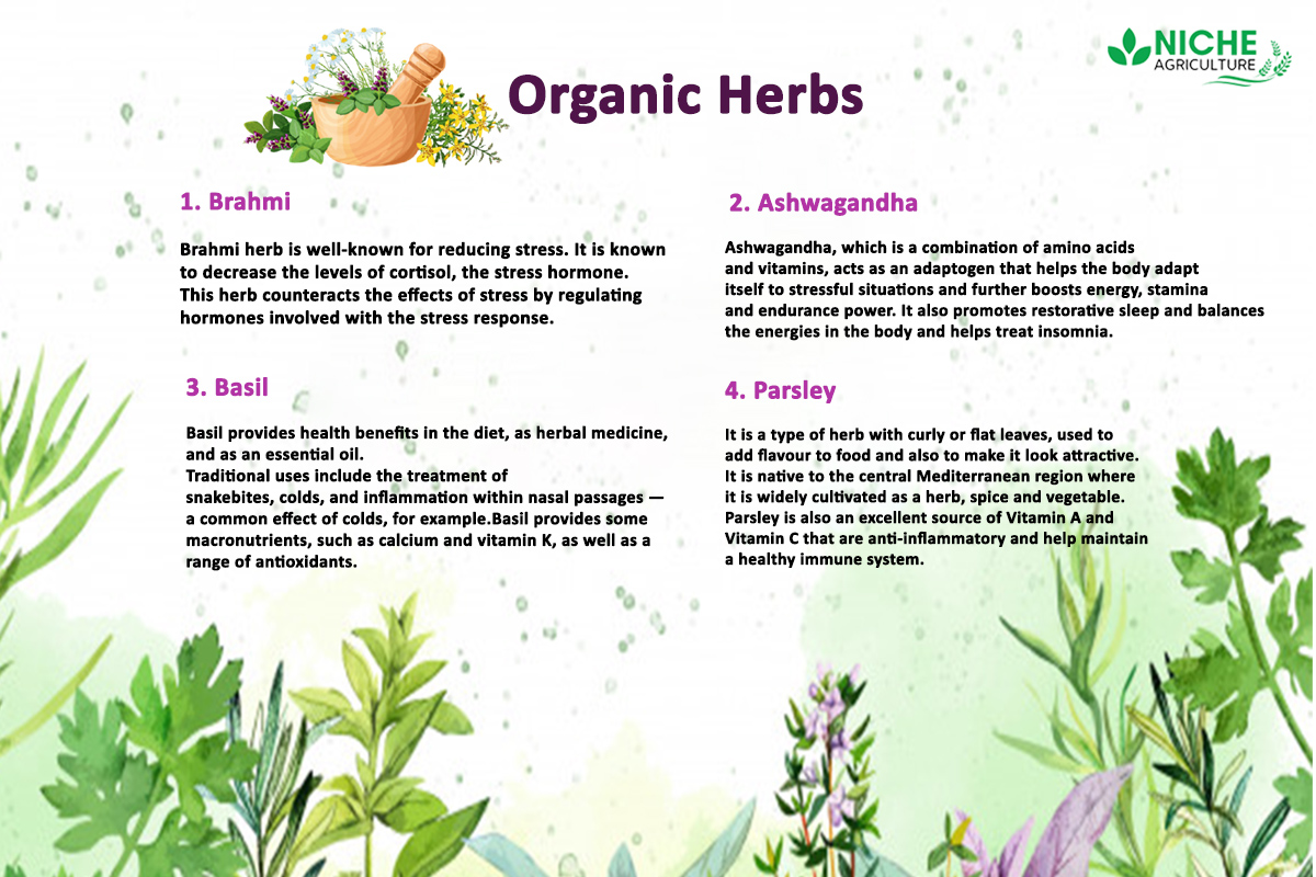 Are Herbs Organic