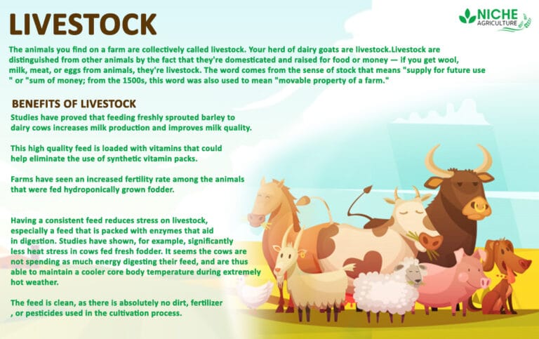 livestock-vital-part-of-the-indian-economy