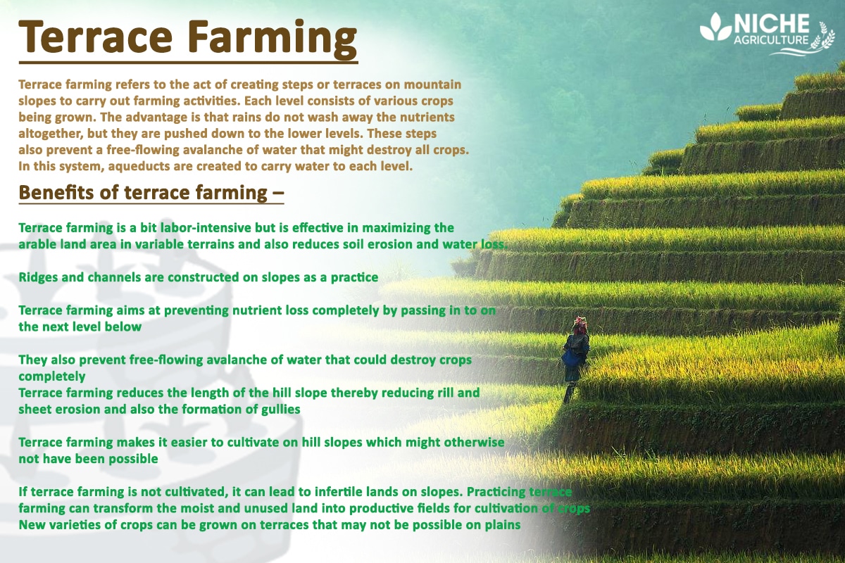 Terrace Farming - Agricultural Practice in Hilly Regions - Niche