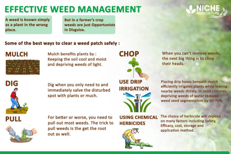  weed management