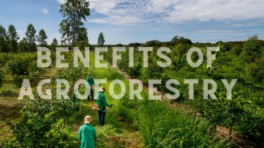 Beauty and Benefits of Agroforestry