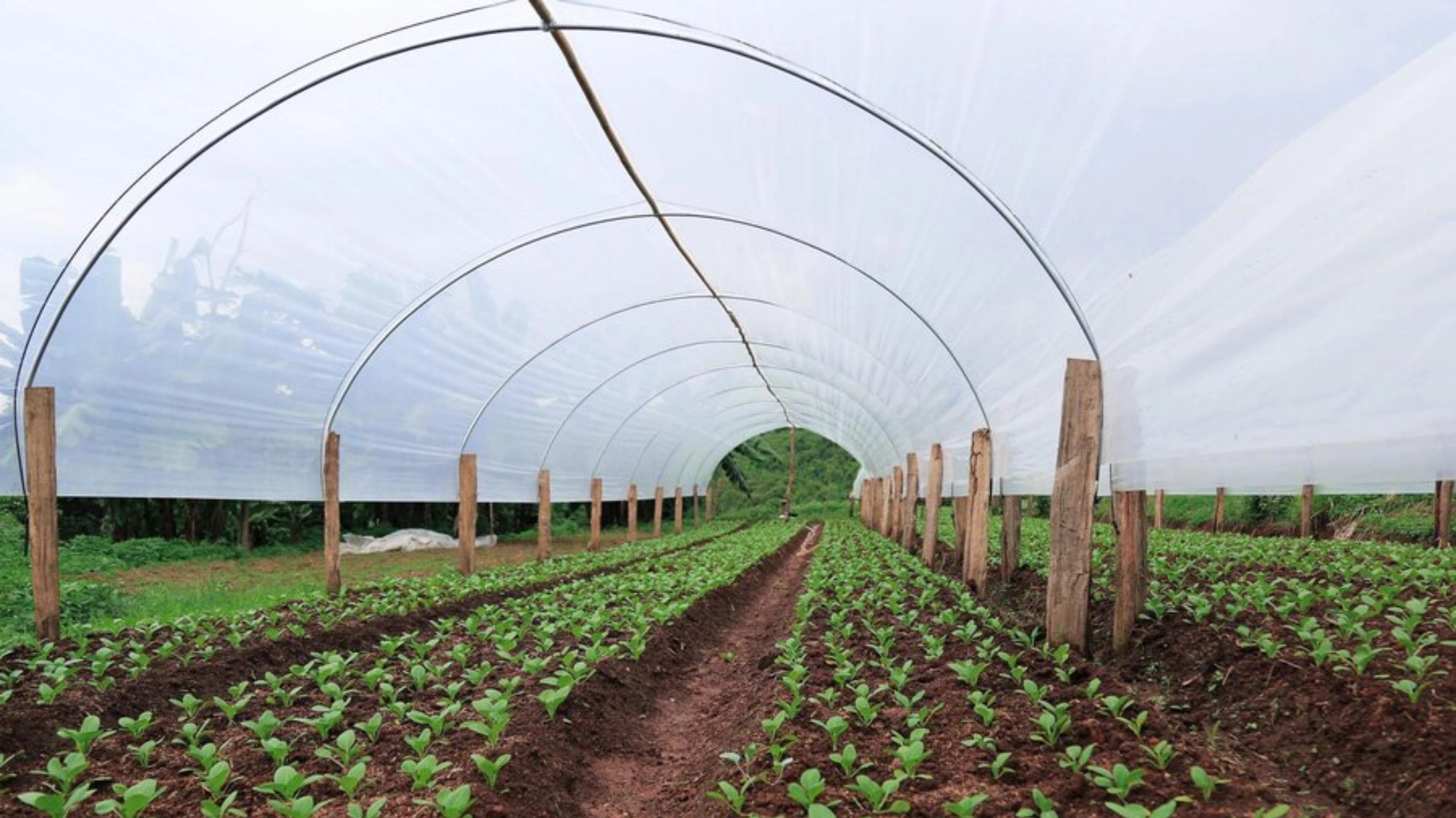 Hoop Shelters in Organic Farming