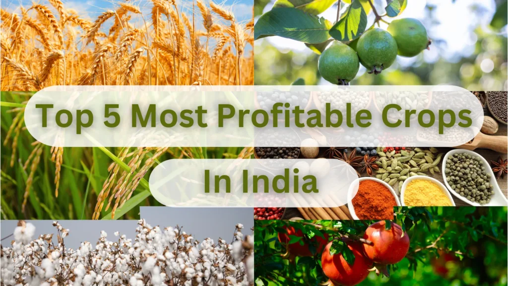 Top 5 Most Profitable Crops in India