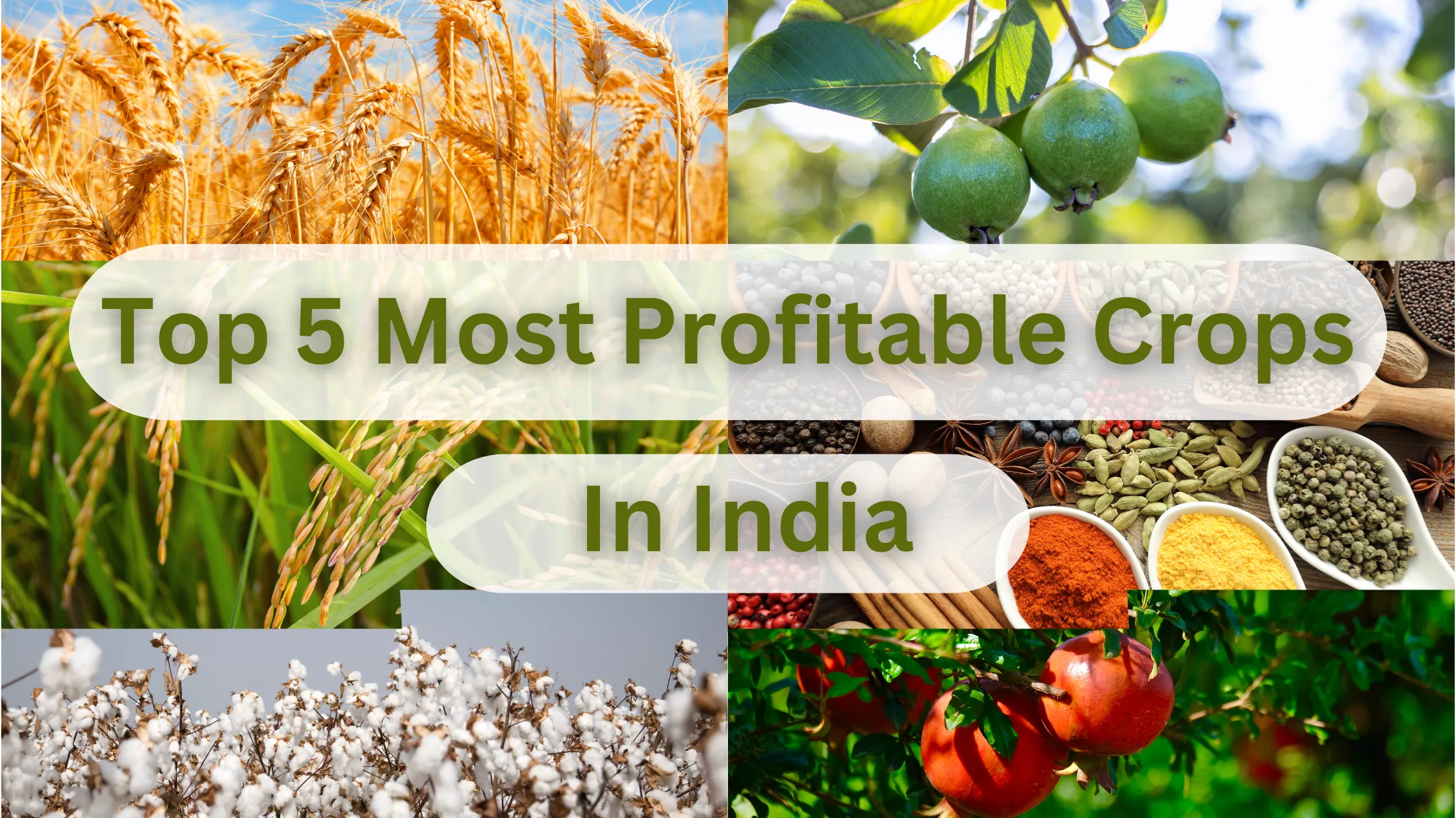 Top 5 Most Profitable Crops in India