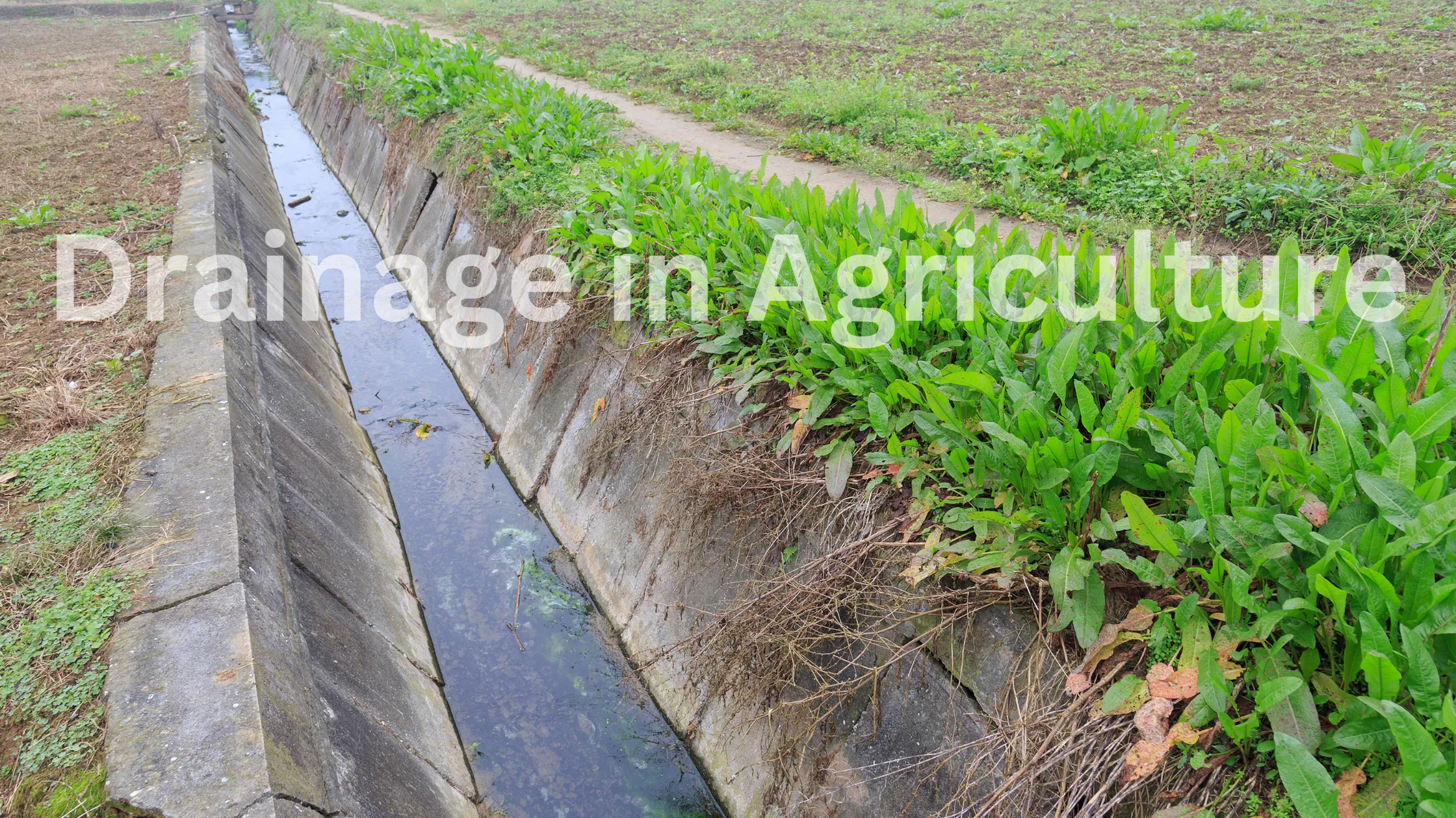 Understanding Drainage in Agriculture