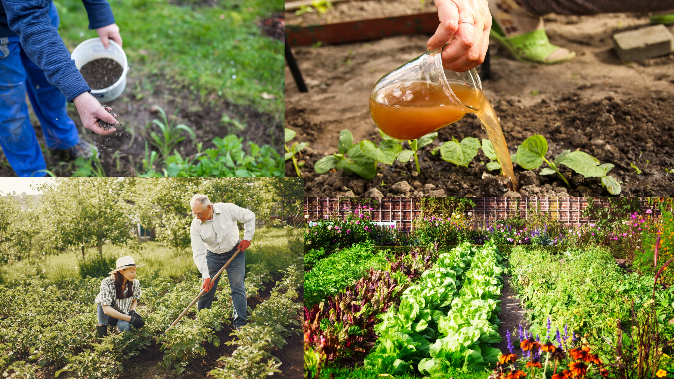 Types of Fertilizers for Vegetable Gardens