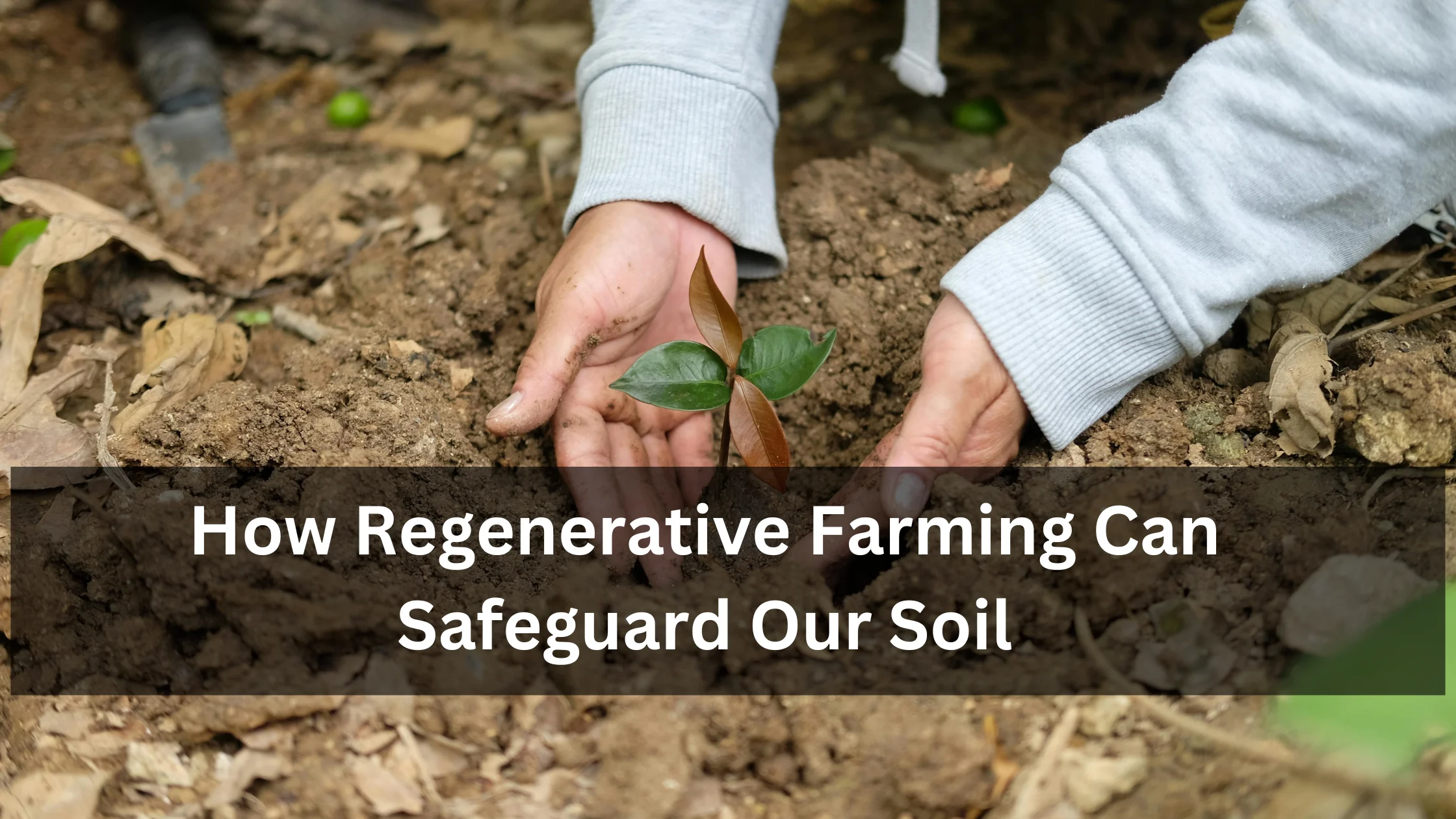 How Regenerative Farming Can Safeguard Our Soil